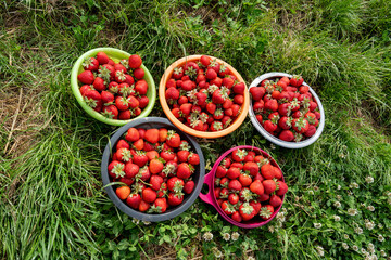 Five Colorful Bowls of Fresh Strawberries