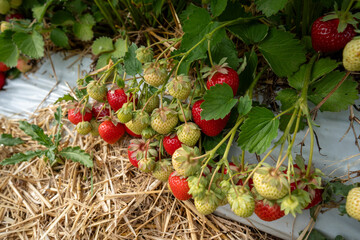 Organic strawberries growing in garden rows, highlighted by warm sunlight and fresh greenery