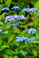 Beautiful blue lacecap hydrangea flowers blooming in early summer at Shimoda Park in Izu.