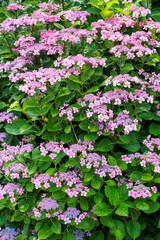 Beautiful pink lacecap hydrangea flowers blooming in early summer at Shimoda Park in Izu.