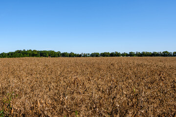 Vast field of dried pea plants under a clear blue sky, with a lush green tree line on the horizon. Captured in mid-August near Kohtla-J&auml;rve, Estonia.
