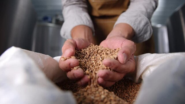 Crafting beer, hands sifting barley grains in brewing process