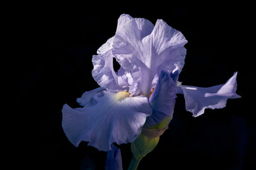 Light blue iris blooms, beautiful flower has complex and unusual shape, flower, delicate petals...
