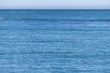 Bird flying over the blue Pacific ocean