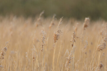Close-up of dry reed grass swaying gently in the wind