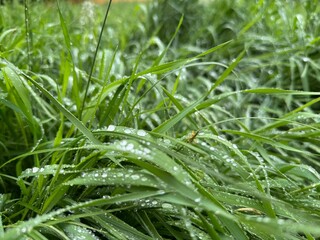 grass in water drops after rain close up
