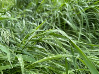 grass in water drops after rain close up