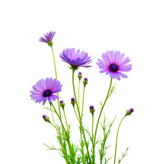 Fototapeta premium Delicate cornflowers swaying in the breeze against white backdrop, beauty