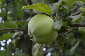 green apple on tree in summer