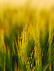 Green field closeup