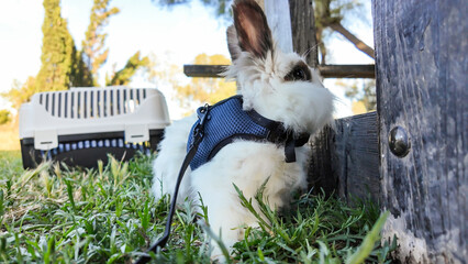 A fluffy, white and brown domestic rabbit is leashed with a blue mesh harness and rests on green...