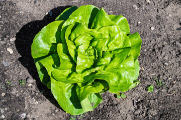 Fresh Green Lettuce is Thriving and Growing in Rich Soil, Ready to Enhance Your Dishes