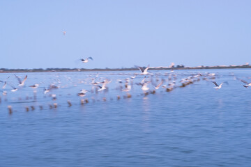 Fototapeta premium Animals trapped in a zoo