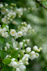 Close-up view of white Philadelphus coronarius (sweet mock orange or English dogwood) flowers covered with small rain drops in a summer day. Beauty in nature. Soft focus. Gardening theme.