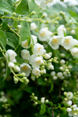 Close-up view of white Philadelphus coronarius (sweet mock orange or English dogwood) flowers covered with small rain drops in a summer day. Beauty in nature. Soft focus. Gardening theme.