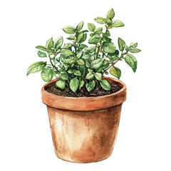watercolor vector of Herb Planter, isolated on a white background.