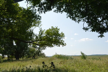 trees in the field and clue sky