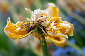 Close-up of a yellow faded tulip glowing yellow against a colorful background. The petals are...