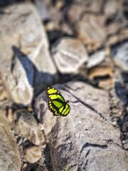 butterfly on a stone