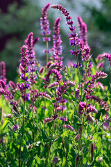 Purple flowers of Wood Sage (Salvia nemorosa) bloom in close-up