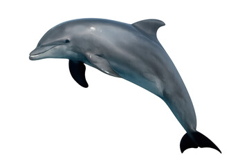 Fototapeta premium Playful marine mammal leaping against clean white backdrop, showcasing sleek body and dynamic motion