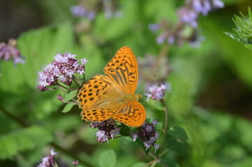 butterfly on flower in summer