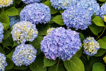 Close-up of light blue hydrangea flowers blooming in a forest park in early summer.