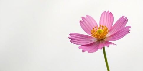 A single, vibrant greater pasqueflower blooms against a stark white backdrop , one, wildflower