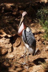 Scavenger African marabou stork bird standing calm in naturalistic zoo enclosure setting, Santa...