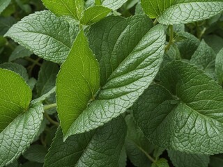 Overlapping Fresh Mint	
