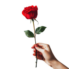 Hand holding a beautiful red rose with green leaves against a plain white background, Hand Holding Red Rose on white background