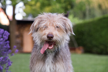 Playful dog with shaggy fur is happily posing outdoors in a lush garden, surrounded by vibrant...