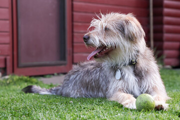 Dog playing joyfully with a green ball on lush grass, showcasing a playful spirit and vibrant...
