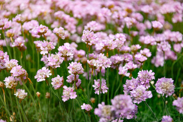 Obraz premium Pink tender armeria maritima lawn, blooming summer garden 