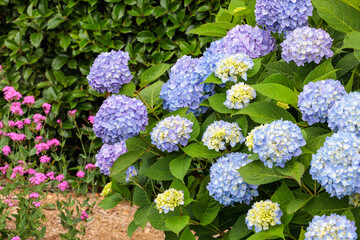 Light blue hydrangea flowers blooming in a forest park in early summer.