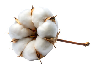 Close up of a fluffy white cotton boll with brown sepals and a stem isolated on a transparent background