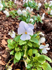 Viola × williamsii - hybrid horned pansy, tufted pansy, horned pansy