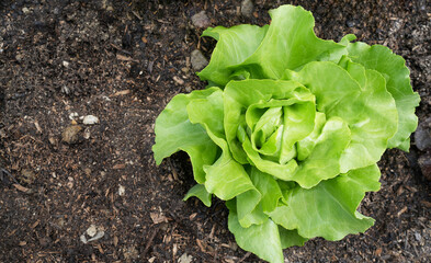 Fresh green lettuce growing in rich soil, showcasing vibrant leaves and healthy texture, symbolizing organic gardening and sustainable agriculture practices for healthy living