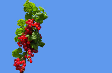 Fresh red currant berries with vibrant green leaves hanging against a bright blue background,...