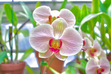 Phalaenopsis amabilis - moon orchid, moth orchid, mariposa orchid