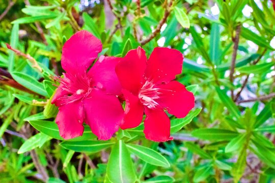 Nerium oleander - oleander or rosebay