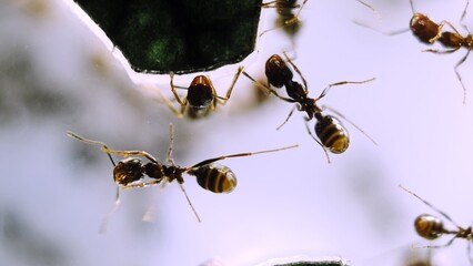 Colony of black reapers messor structor ants in a acrylic Formicariums tunnels close-up side view....