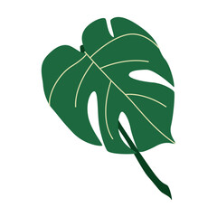 Monstera deliciosa leaf. Tropical exotic green plant. Large broad greenery, big split foliage. Fresh natural decor.