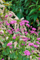 The neatly blooming flowers of Itea virginica in the early summer garden.