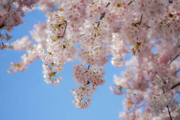 A Cascade of Cherry Blossoms in Full Bloom Against a Clear Spring Sky