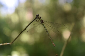 Libellule s'accrochant &agrave; une branche fine. 