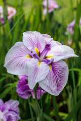 Close-up of beautiful iris flowers blooming in a waterside garden in early summer.