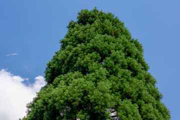 Selective focus of Giant sequoia with blue sky, Sequoiadendron giganteum is a species of Coniferous...