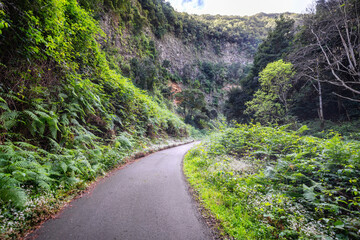 Die Schlucht Cubo de la Galga mit ihrem dichten Urwald auf La Palma