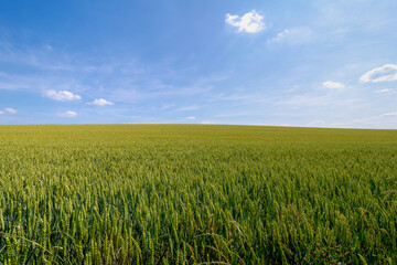 Summer landscape, The terrain of hilly countryside in Zuid-Limburg, Farmland with barley (gerst) Hordeum vulgare or Wheat on hillside and tree, Small villages in Dutch province of Limburg, Netherlands